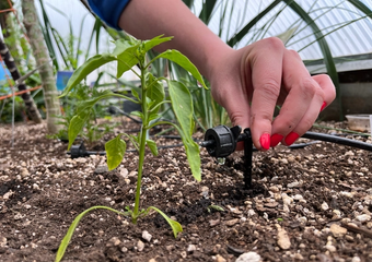 hand placing a drip emitter for automatic irrigation next to a pepper plant in a raised bed