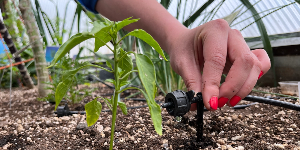hand placing a drip emitter for automatic irrigation next to a pepper plant in a raised bed