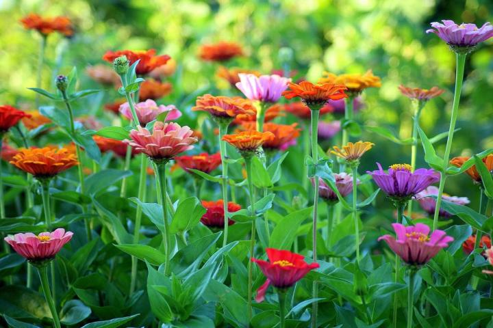 multi-colored zinnia flowers
