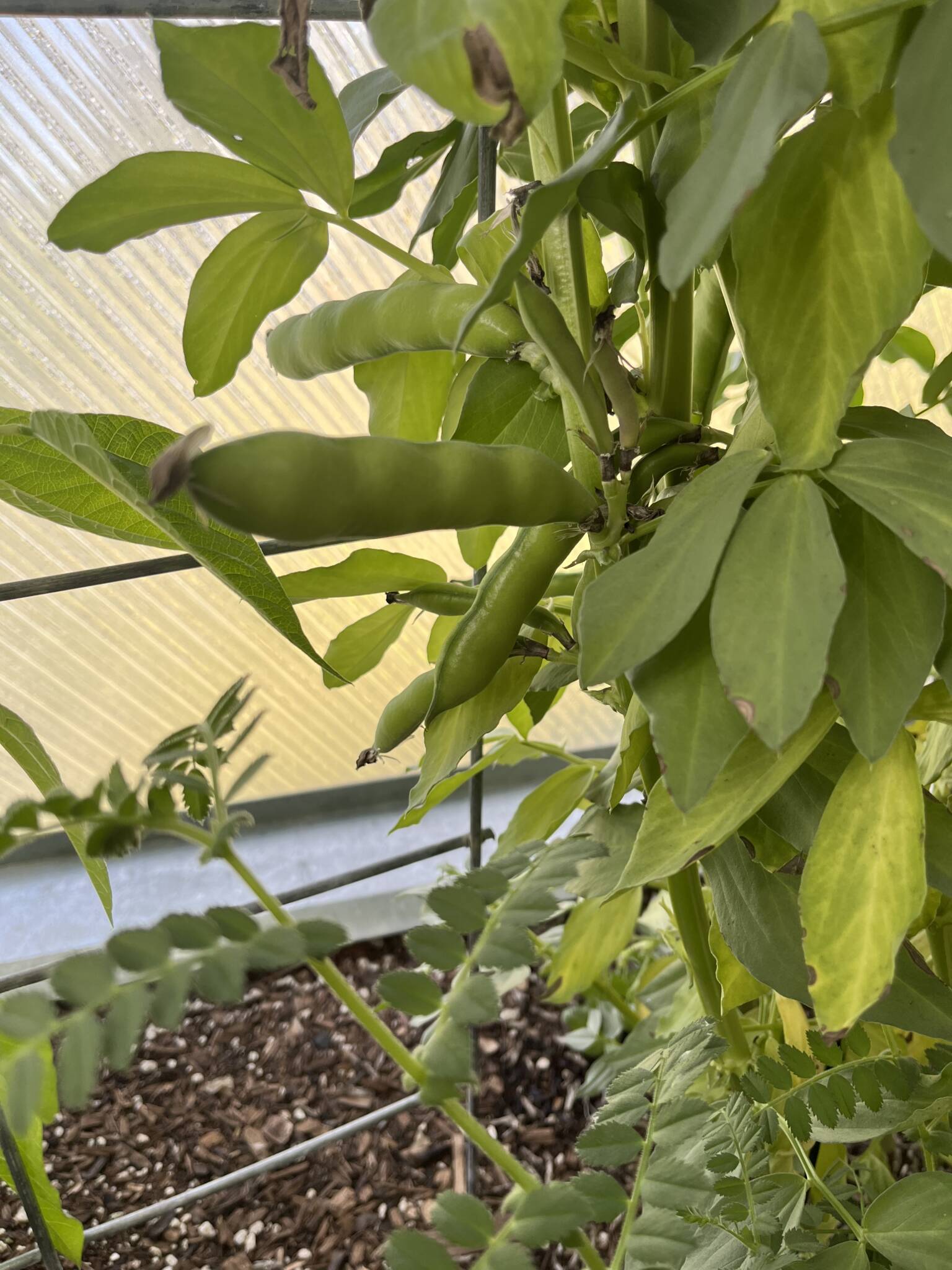 growing fava beans pods in a growing dome