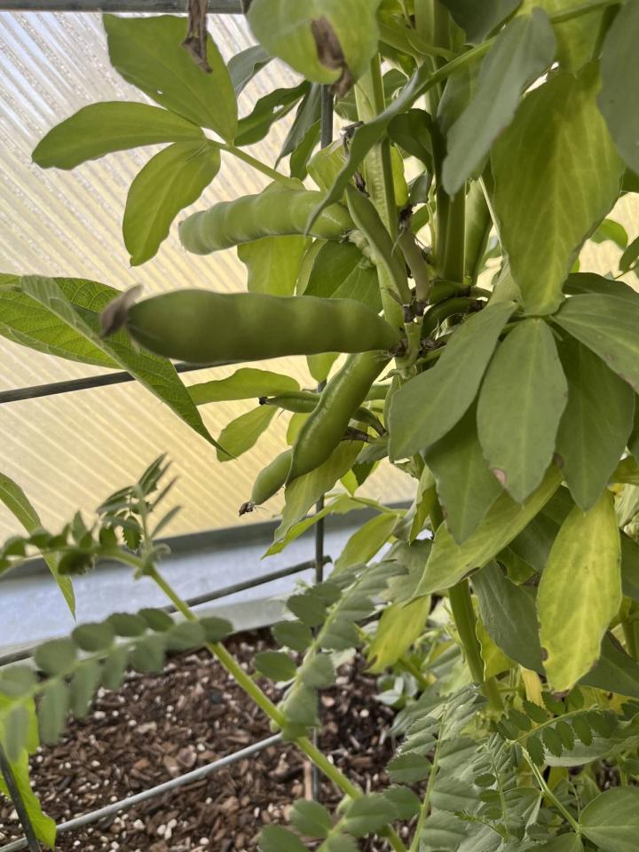 growing fava beans pods in a growing dome