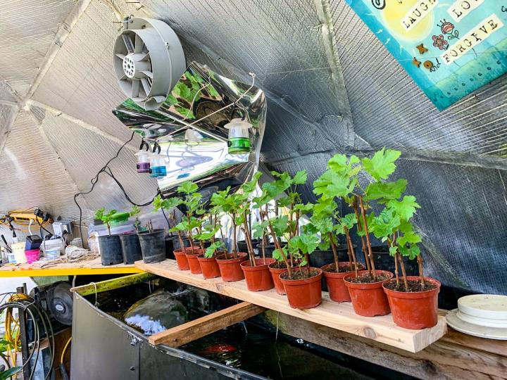nutrient-dense grapes propagating