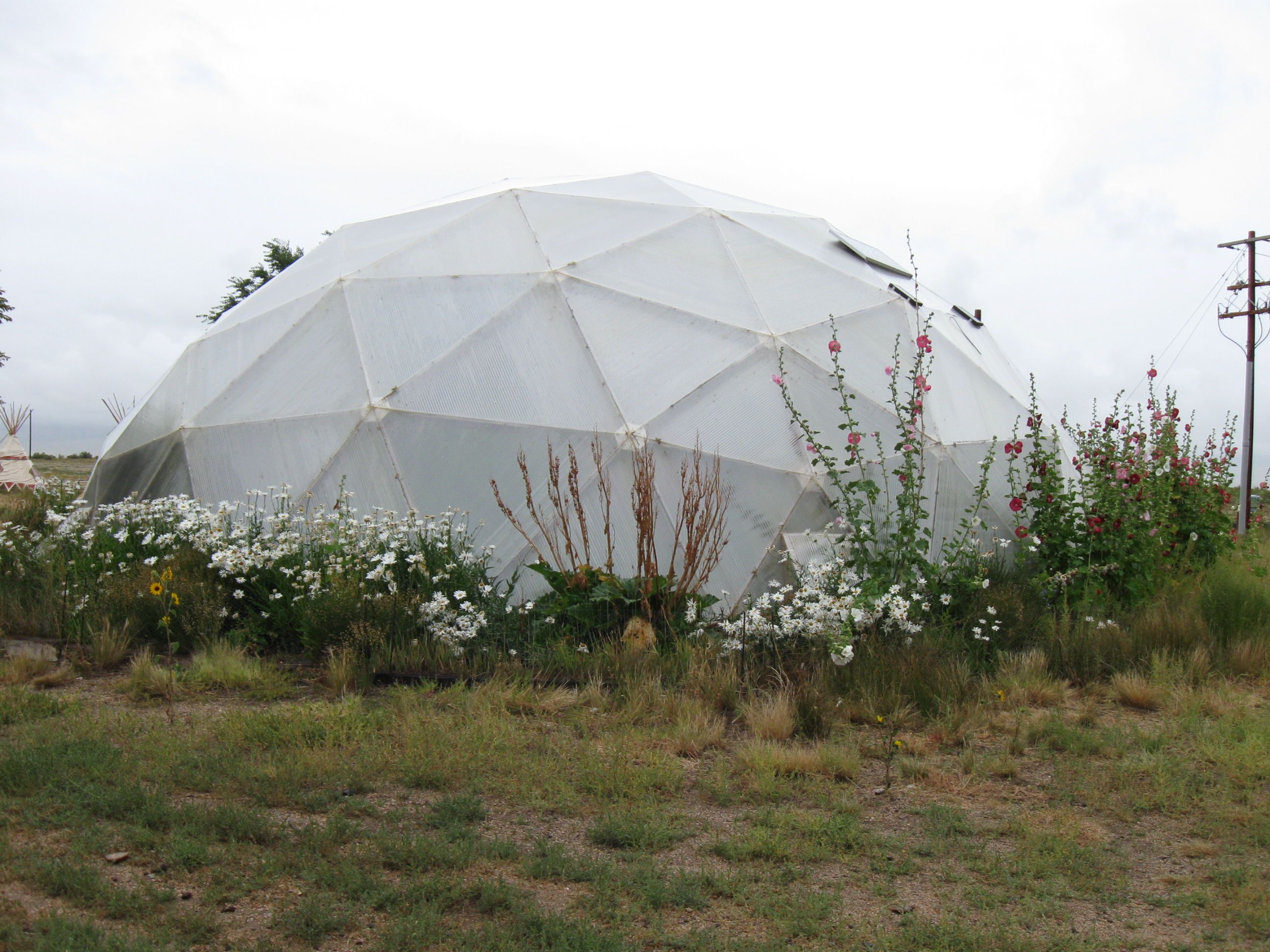 hollyhocks daisies and other plants grow wild outside a growing dome greenhouse