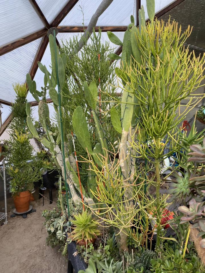 succulent greenhouse