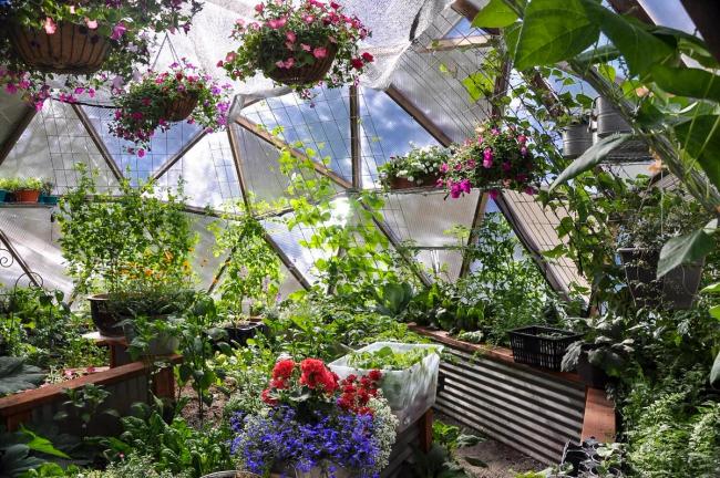 lush flowers and plants growing inside geodesic greenhouse