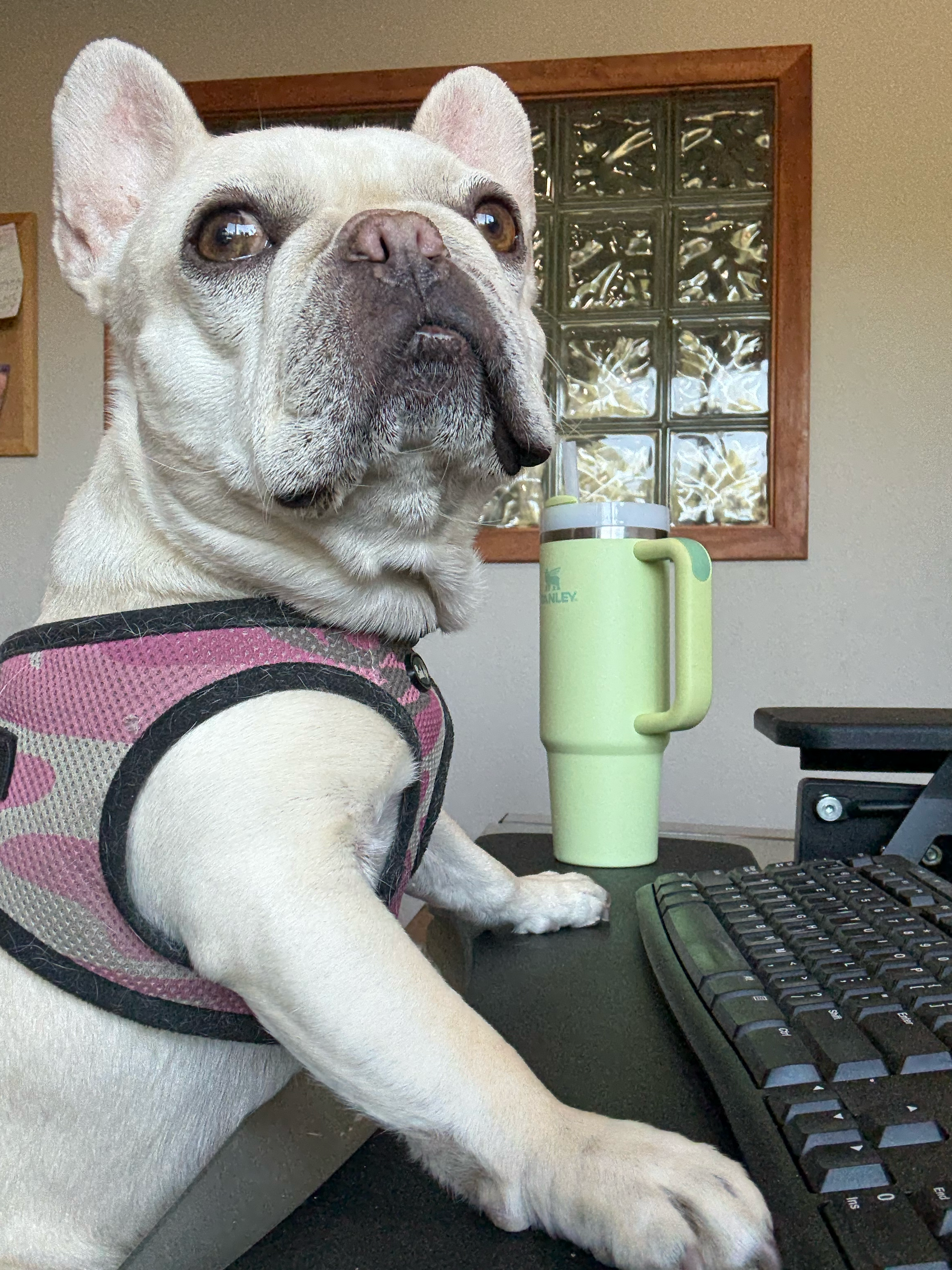 White small dog in an office setting with keyboard