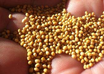 Planting Seeds in October