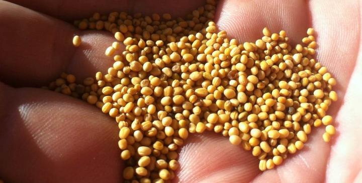 seeds_web
