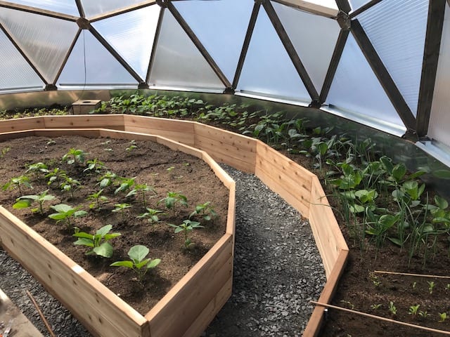 planted perimeter and partial center raised beds inside the geodesic greenhouse