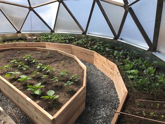 planted perimeter and partial center raised beds inside the geodesic greenhouse