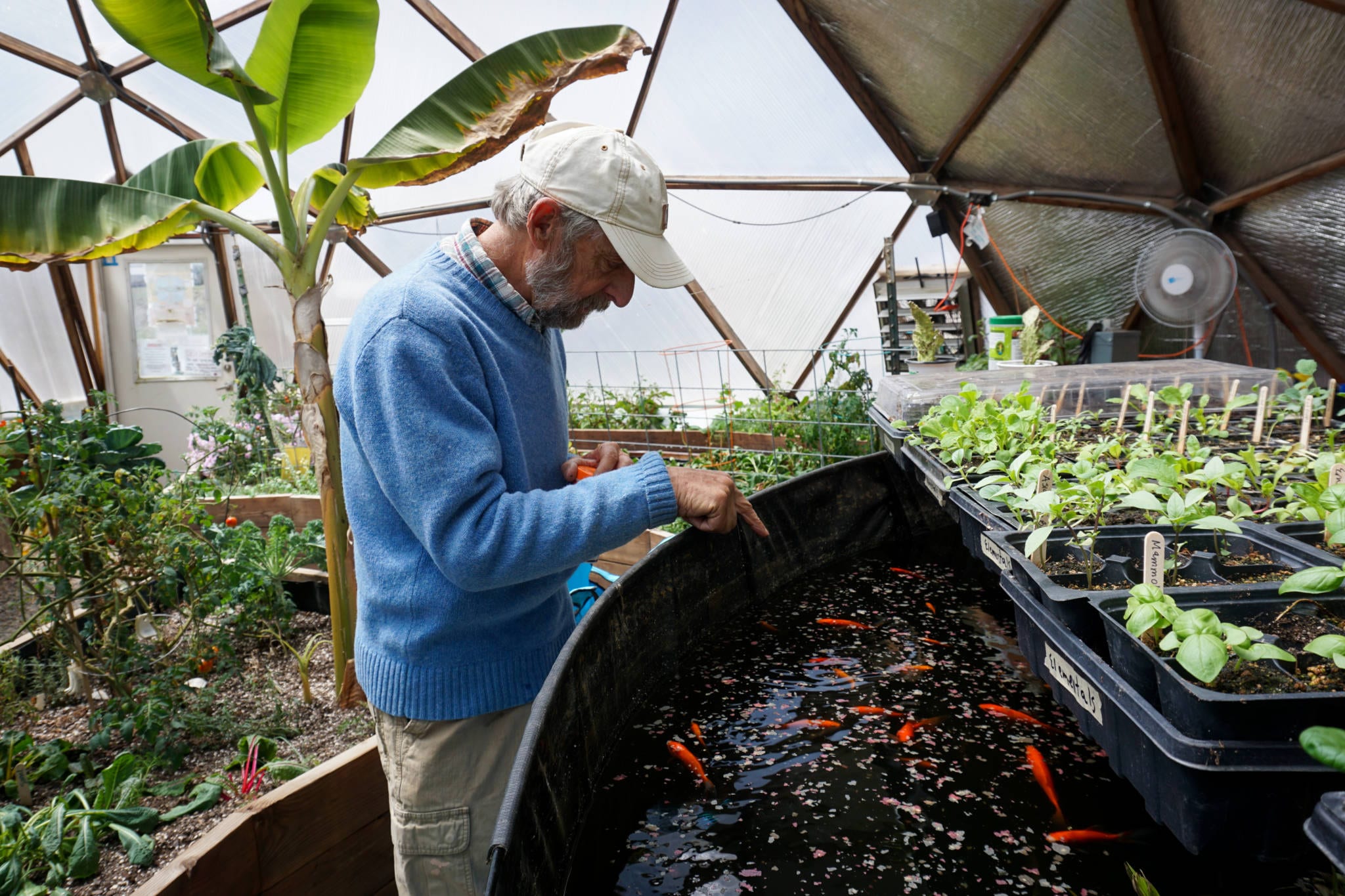 ban pointing at goldfish in. a greenhouse pond with a banana tree in the background