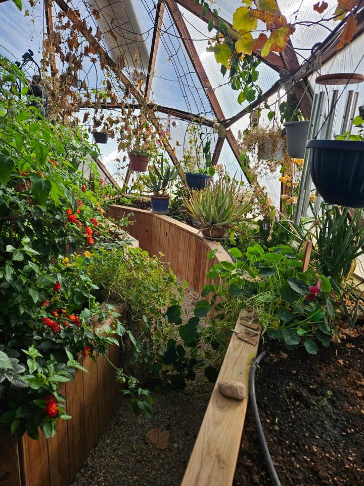 Janet's dome jungle lush plants growing inside geo greenhouse