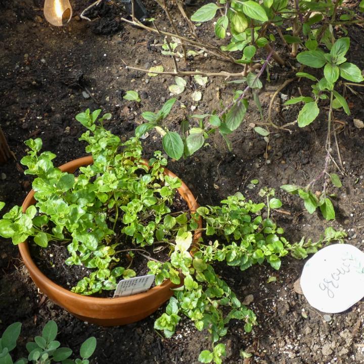 Invasive Plant in Pot in Growing Dome