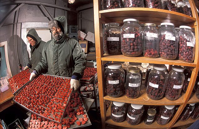 Photo by Stephen Ausmus, USDA Agricultural Research Service.