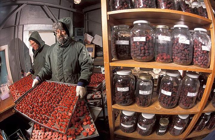 Photo by Stephen Ausmus, USDA Agricultural Research Service.