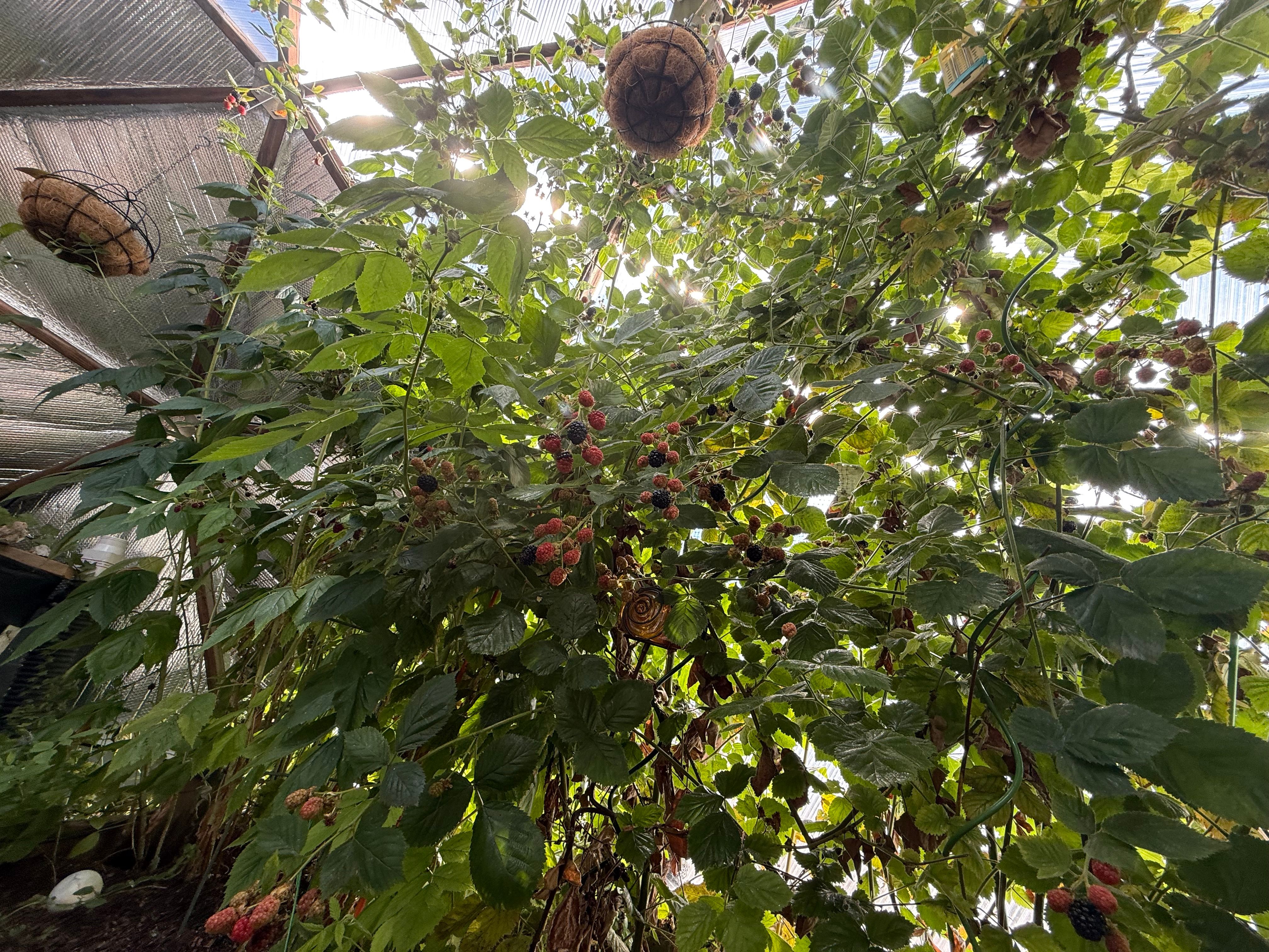 Raspberry plants in a Growing Dome greenhouse bearing many fruits