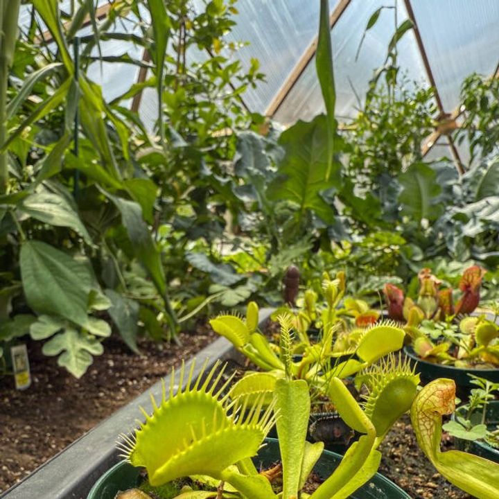 venus fly traps in a dome greenhouse