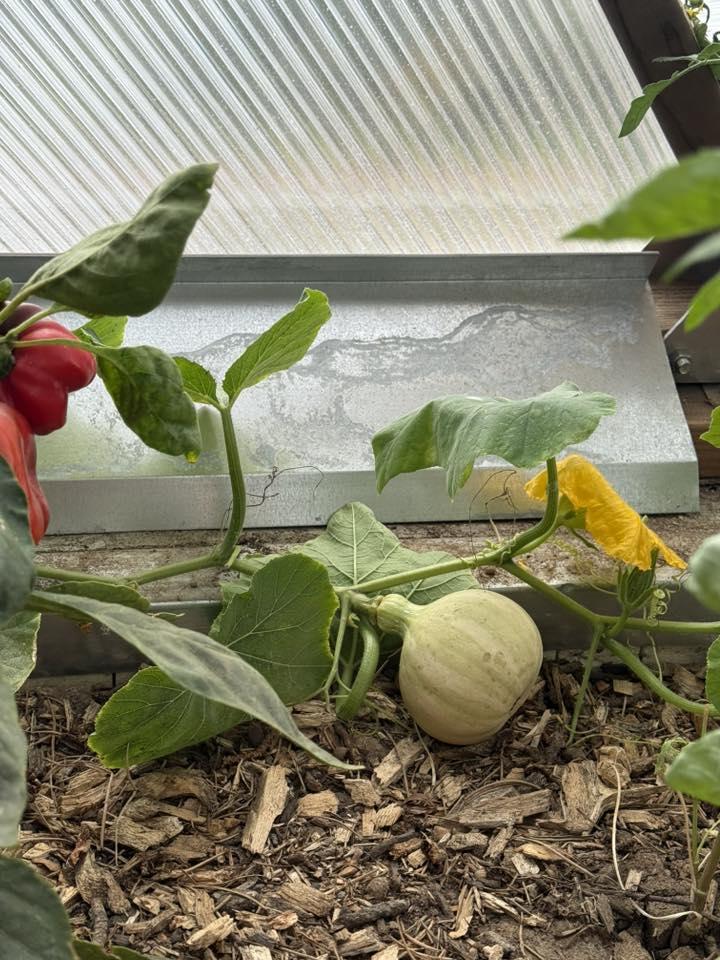 Amy Hager butternut squash growing in a geodesic dome greenhouse