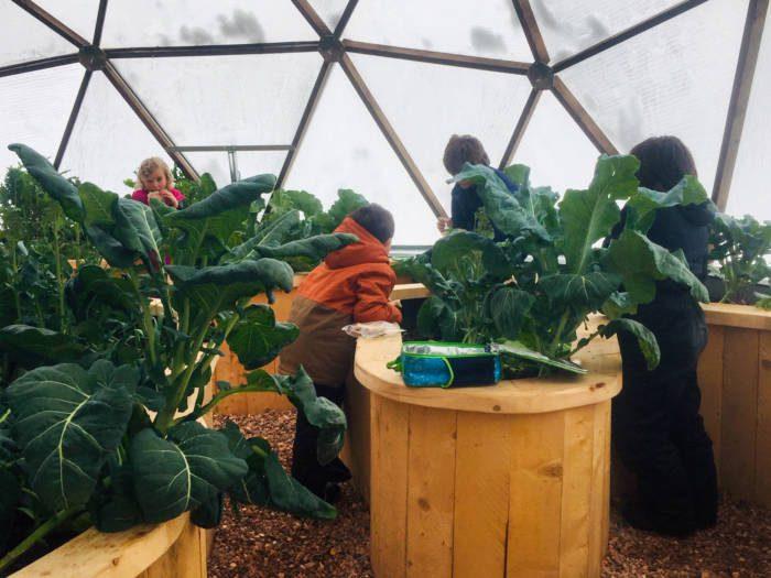 Cooke City students gardening in raised beds inside their Growing Dome