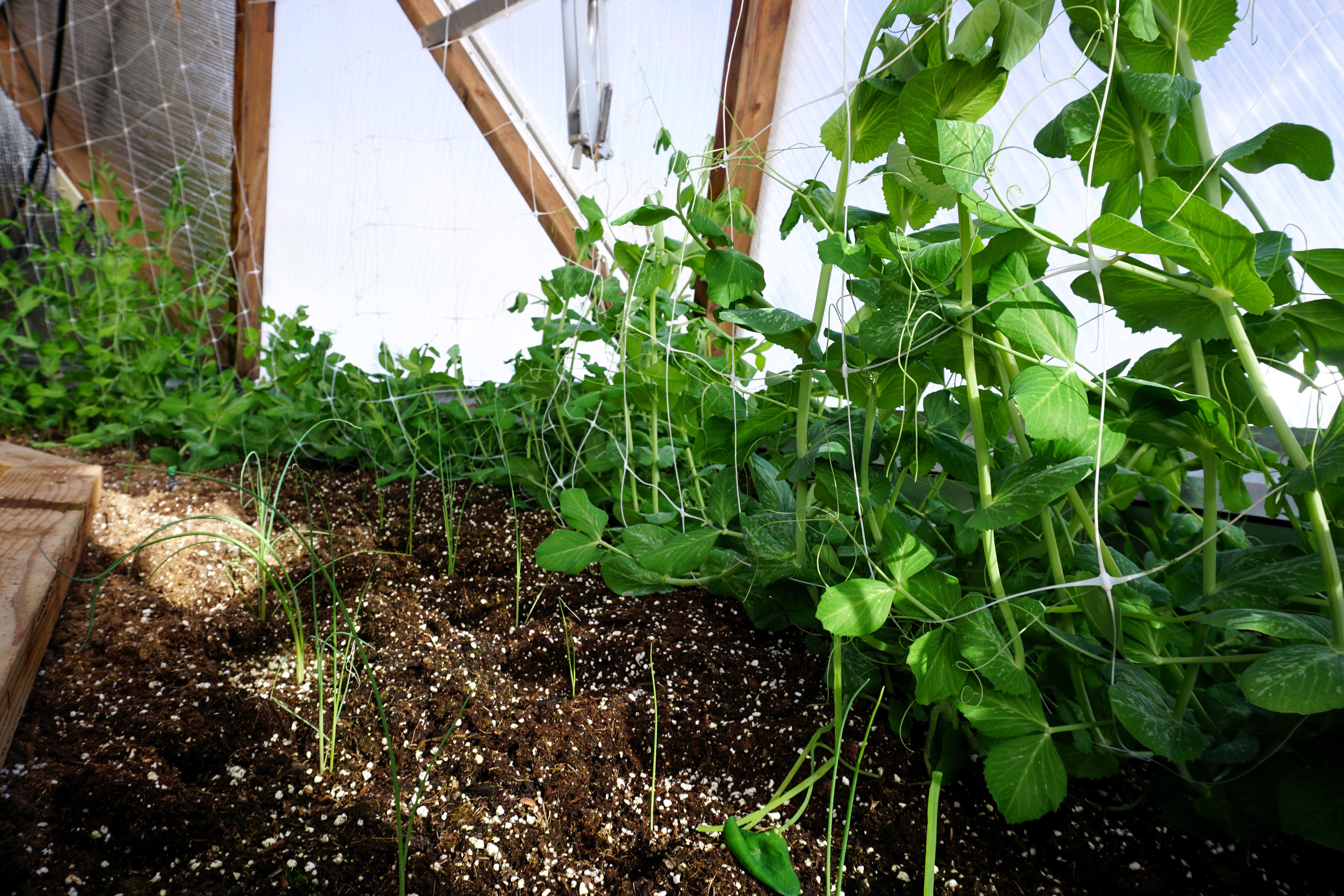 row of pea vines growing on a string trellis in a raised bed in a geodesic greenhouse