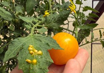 The Art of Seed Saving