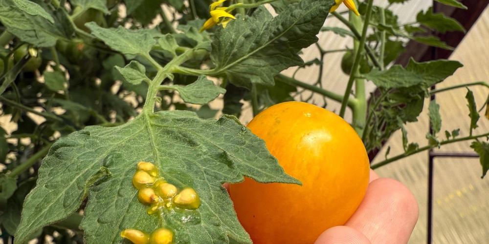 The Art of Seed Saving image