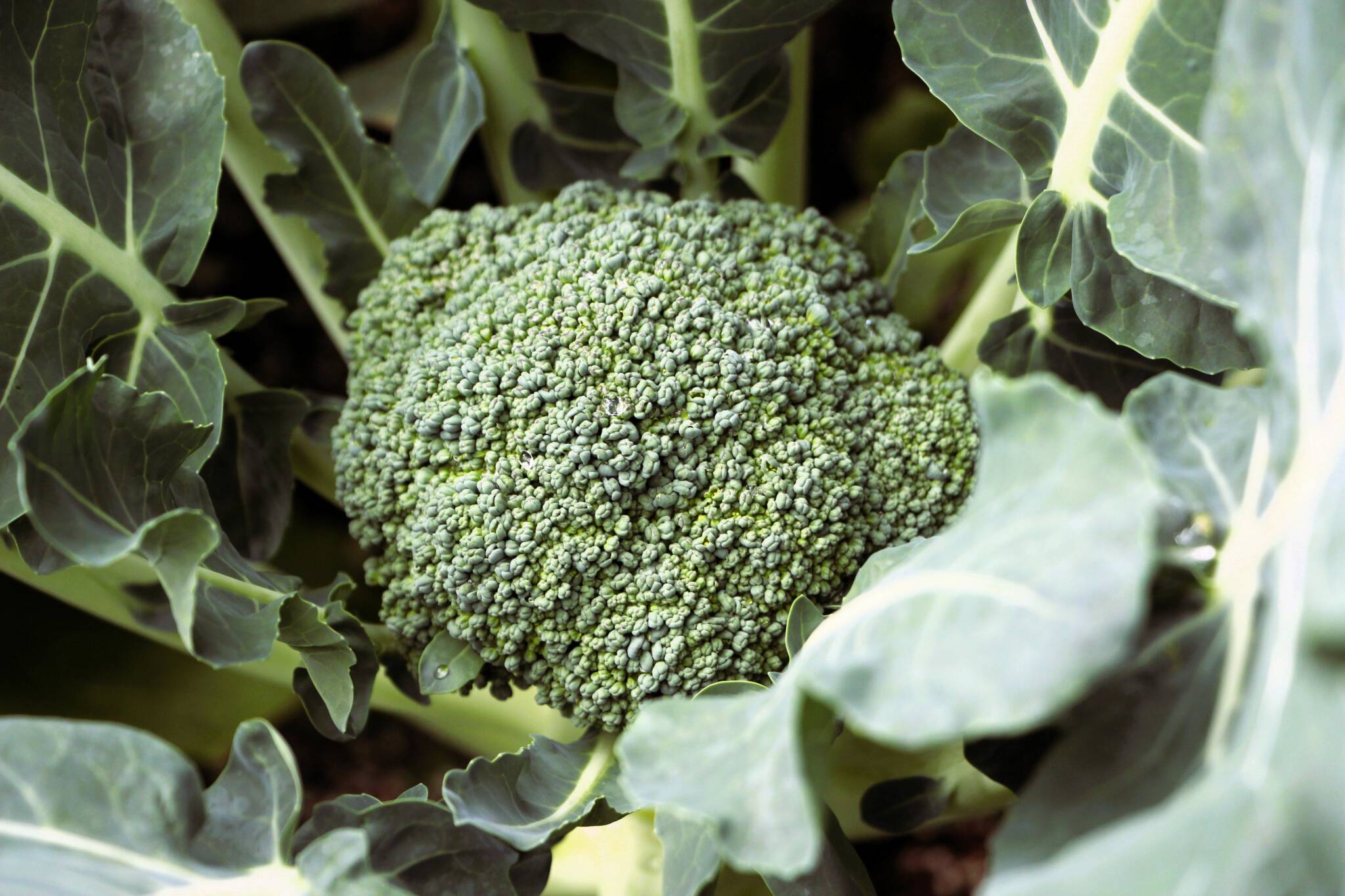 broccoli head