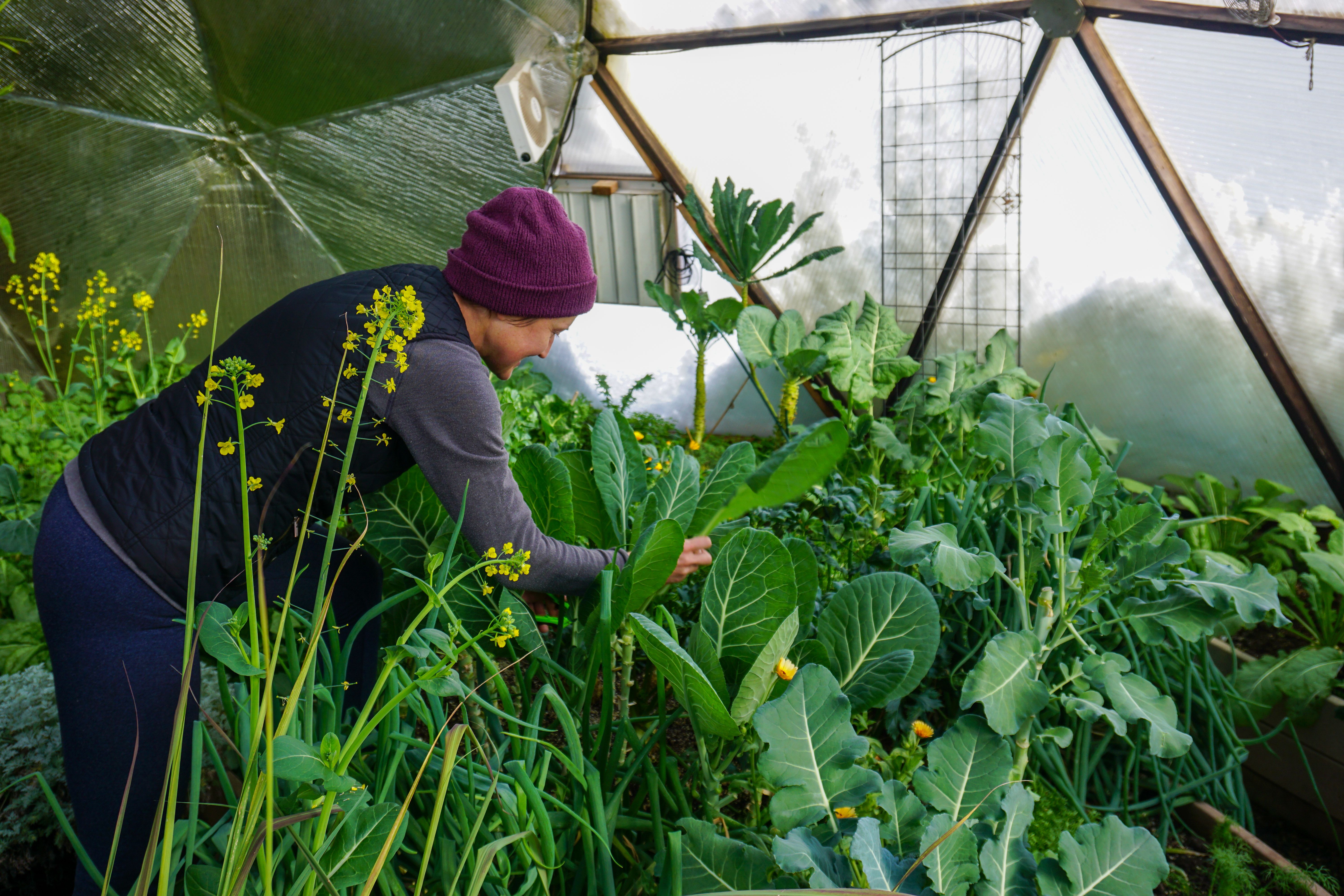 Gardener harvesting winter greens in greenhouse with snow built up outside visible through the polycarbonate