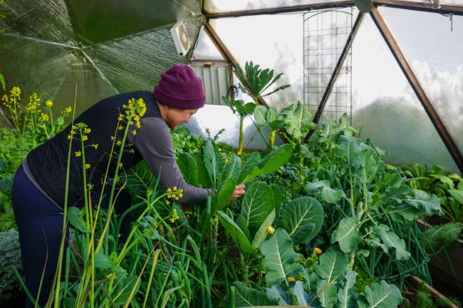 Gardener harvesting leafy greens inside a Growing Dome greenhouse