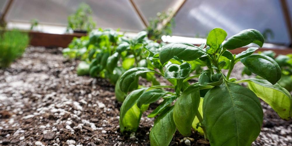 Basil Growing in Raised Bed Greenhouse Garden