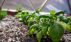 Basil Growing in Raised Bed Greenhouse Garden