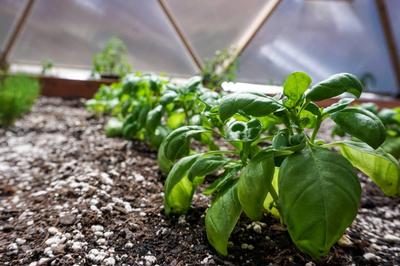 Basil image