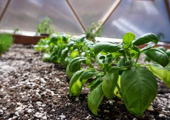 Basil Growing in Raised Bed Greenhouse Garden