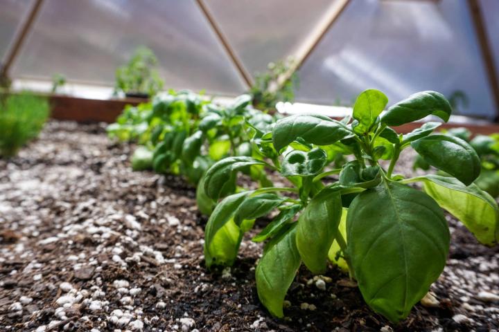 little basil plants growing in a raised bed greenhouse garden