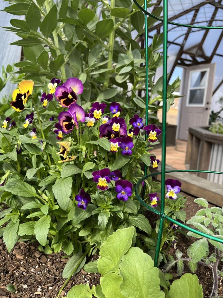 violas and pansies growing in a dome greenhouse