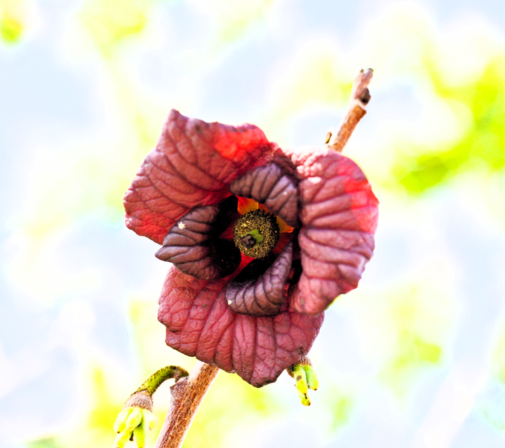 rusty brown pawpaw flower