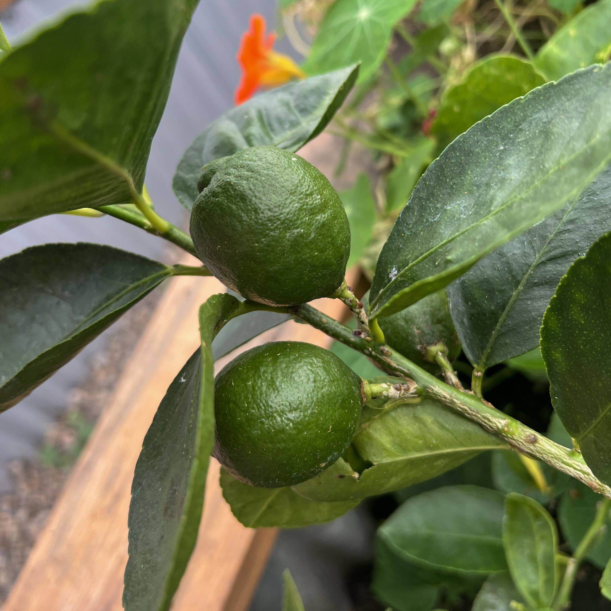Exotic harvests: The Mast family grows grapefruit, limes and many other fruits & vegetables image