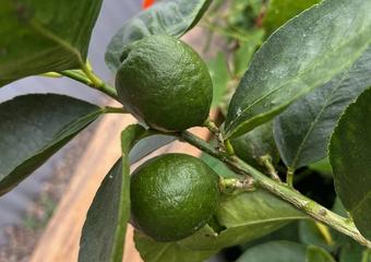 Exotic harvests: The Mast family grows grapefruit, limes and many other fruits & vegetables image