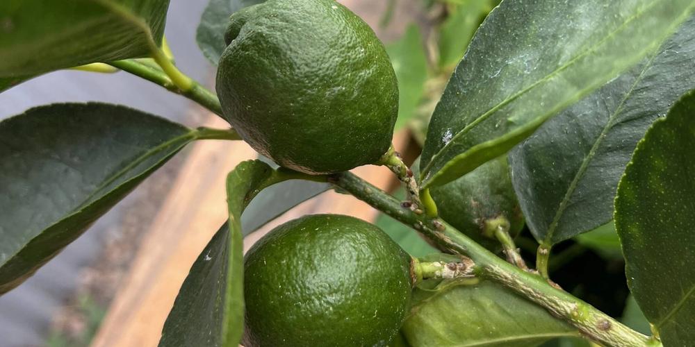 Exotic harvests: The Mast family grows grapefruit, limes and many other fruits & vegetables image