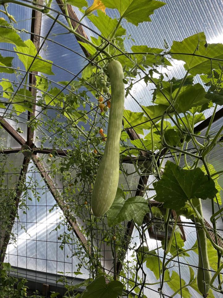 large Trombocino squash hanging from a trellis inside a greenhouse