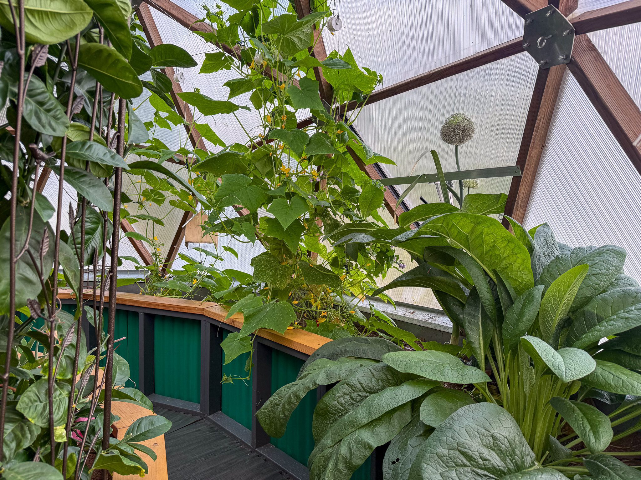Interior of a 22' Growing Dome with green metal garden beds, comfrey plant in foreground, trellis to the left of frame, cucumber vines and allium boom in background