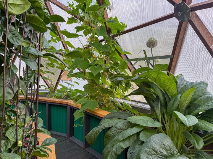 Cucumbers