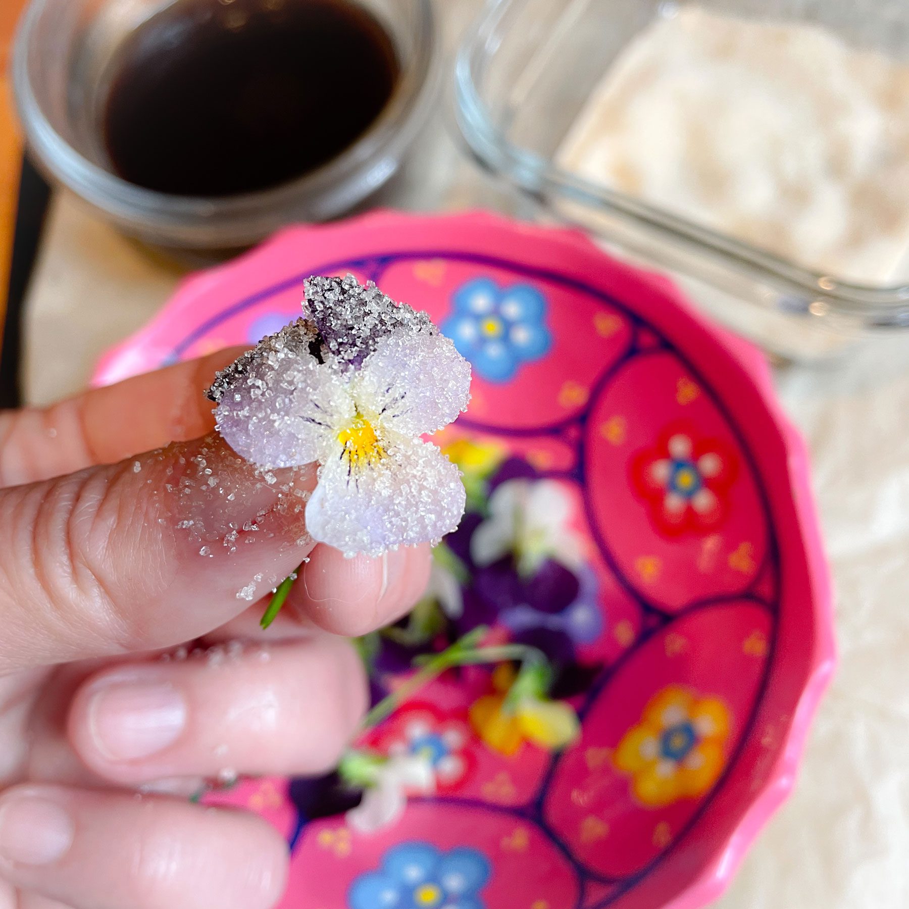 holding a sugared violet over a pink painted bowl of harvested violets, containers of sugar and aquafava in the background
