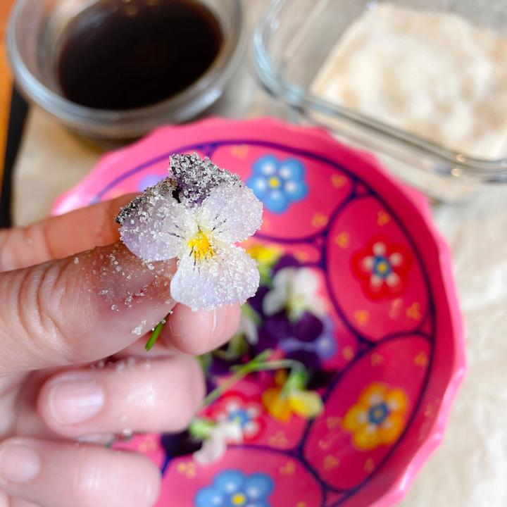 holding a sugared violet over a pink painted bowl of harvested violets, containers of sugar and aquafava in the background
