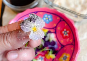 person holding a violet covered in sugar