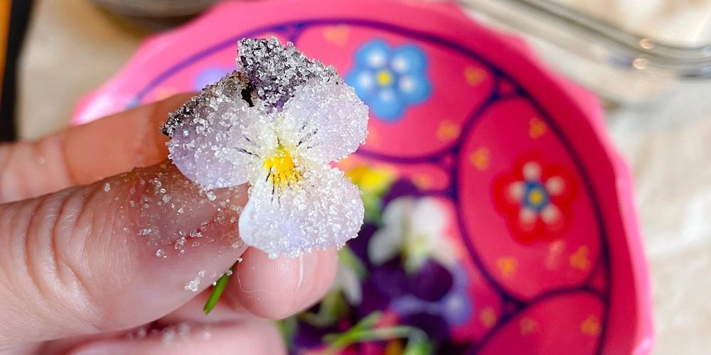 person holding a violet covered in sugar