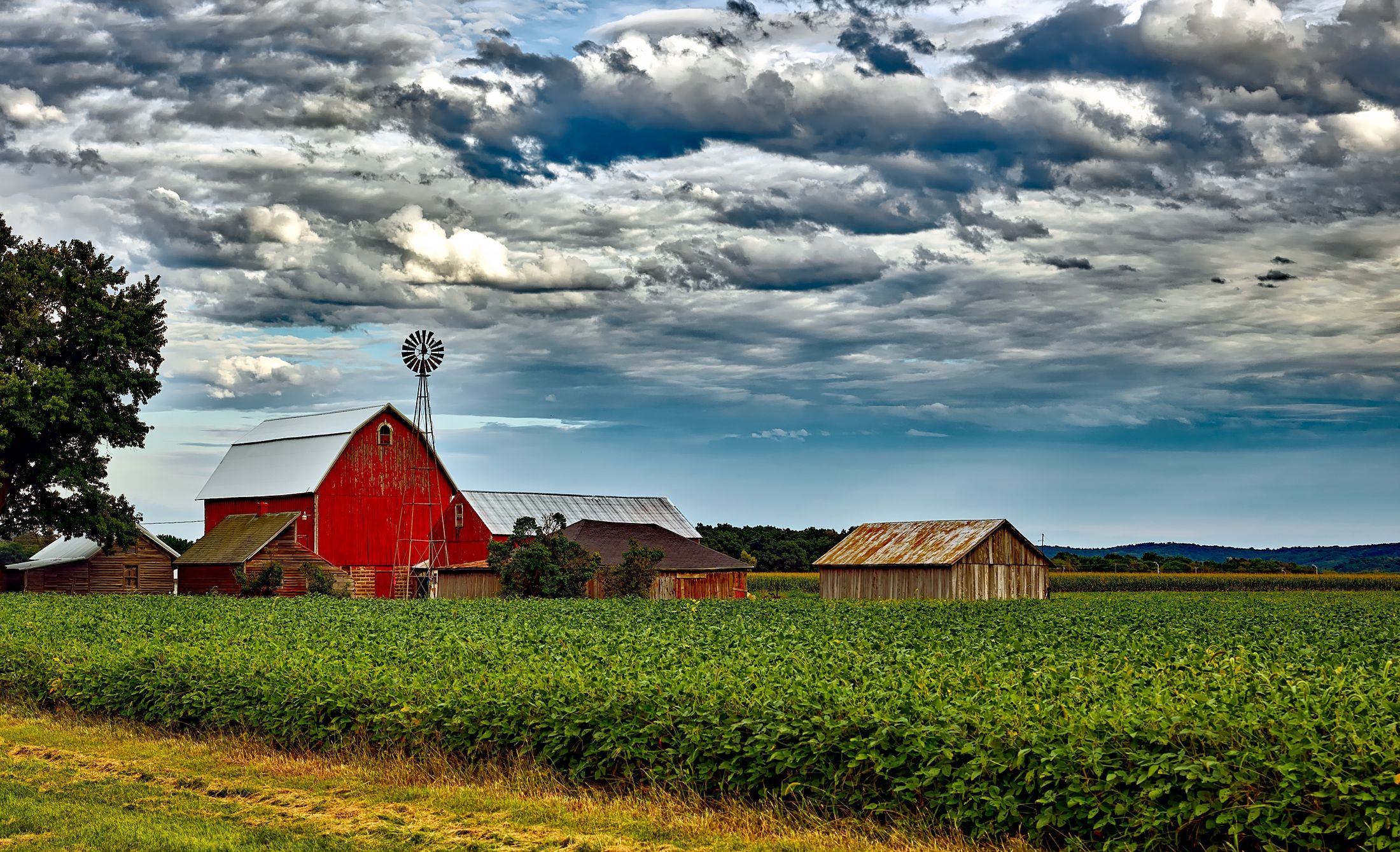 Wisconsin soybean farm with the fields in the foreground and a red barn with a windmill in the background