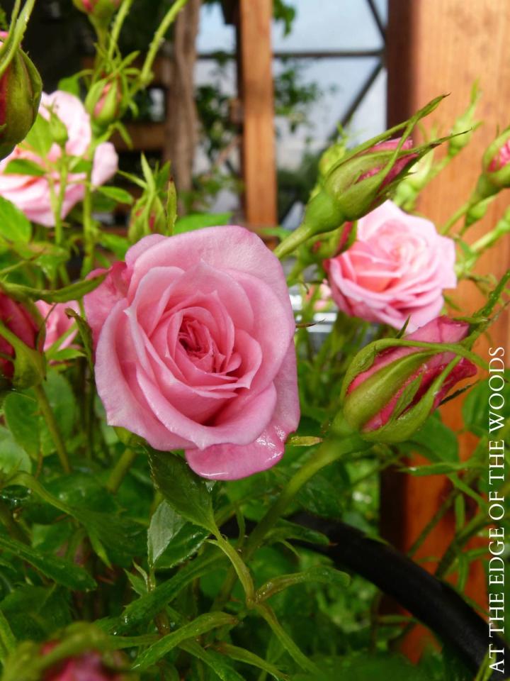 pink roses in homestead garden