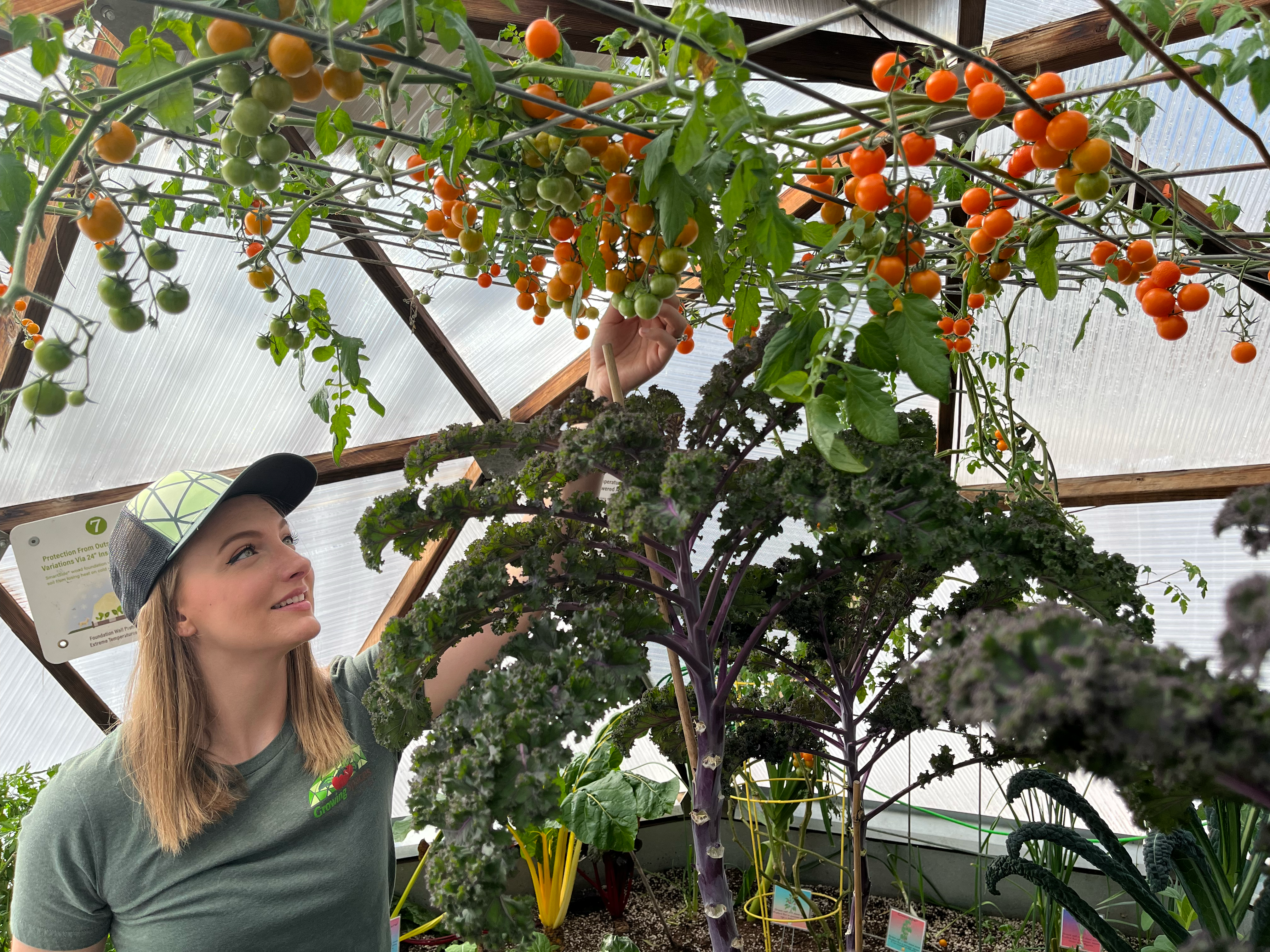 Woman picking orange cherry tomatoes from a greenhouse in winter