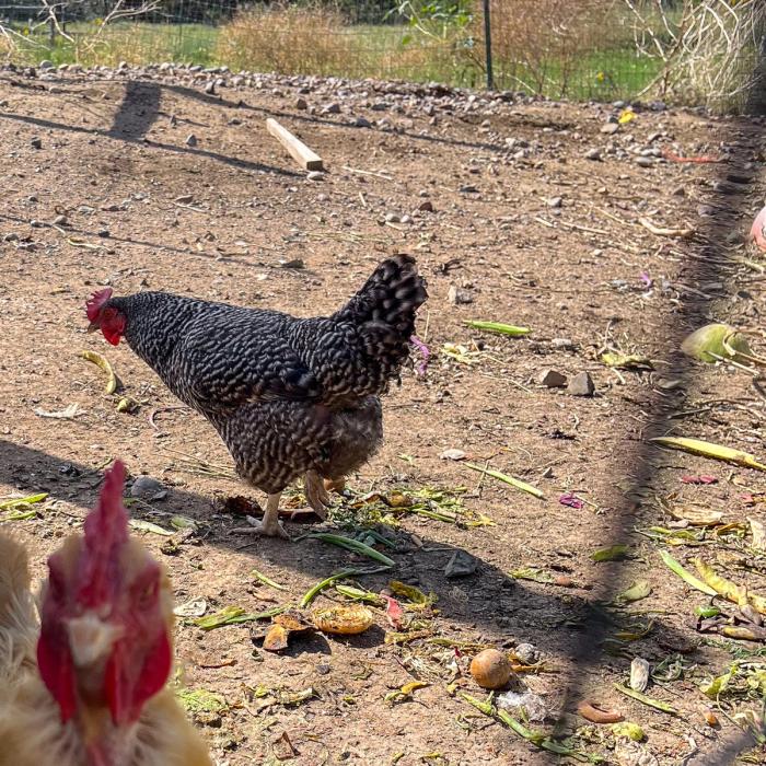 chickens eating garden scraps